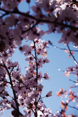 Pembe böğürtlen çiçeği. Ilık bahar.