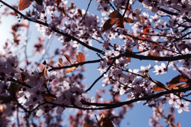 Dallarda pembe çiçekler açarlar. Evet. Ilık bahar.