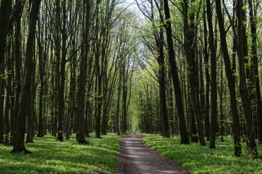 İlkbaharda uzun yeşil ağaçların arasındaki orman yolu. Orman.