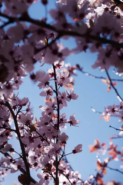 Pembe böğürtlen çiçeği. Ilık bahar.