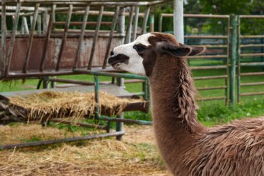 Kahverengi bir lama portresi. Alpaka. Hayvanat bahçesindeki hayvanlar çitin arkasında. Saman ile beslenmek.
