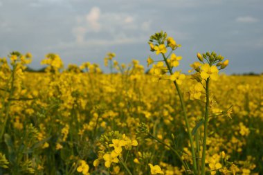 Gün batımında mavi gökyüzünün altında açan sarı bir kolza tohumu tarlası. İlaç, gıda endüstrisi, tekstil üretimi, tarım ve biyoyakıt üretiminde yaygın olarak kullanılan lahana ailesinin yıllık bir yağ tohumu fabrikası..