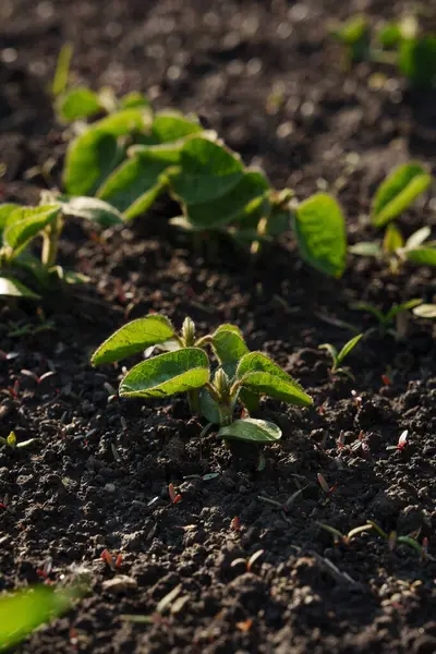 Gün batımında mavi gökyüzünün altında açan sarı bir kolza tohumu tarlası. İlaç, gıda endüstrisi, tekstil üretimi, tarım ve biyoyakıt üretiminde yaygın olarak kullanılan lahana ailesinin yıllık bir yağ tohumu fabrikası..