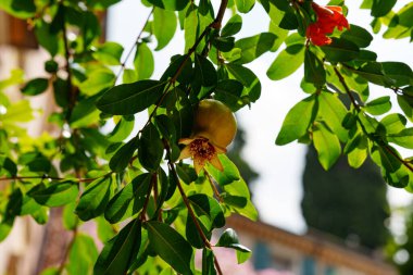 Gün içinde bir dalın üzerinde olgunlaşmamış bir nar. İtalya.