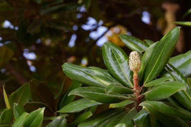 Parlak yapraklar arasında güney manolyasının meyveleri. Metin için yer.