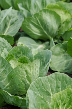 Organik seçilmiş lahana. Lahana yetiştiriyorum..