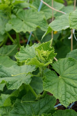 Salatalıklar bahçede bir serada yetişir. Yeşil yapraklar ve çiçekler.