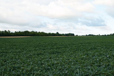 Ufka uzanan büyük bir soya tarlası..