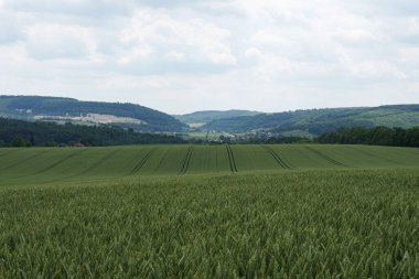 Yeşil buğday tarlası, dağlık bir bölgede büyümenin erken aşamalarında. Tarım, tarım, ekoloji, organik tarım ve çevre bakımı.