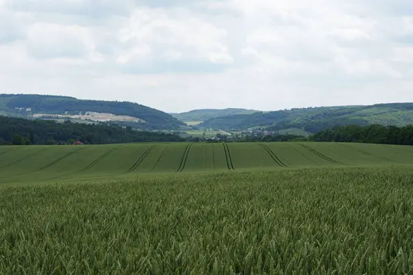 Yeşil buğday tarlası, dağlık bir bölgede büyümenin erken aşamalarında. Tarım, tarım, ekoloji, organik tarım ve çevre bakımı.