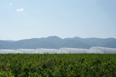 Güneşli bir günde seralar, dağların arka planına karşı. Tarım sektörü, sürdürülebilir kalkınma, ekoloji, tarım sektörü ve tarım alanında yenilik.