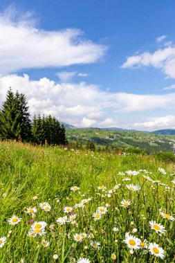 Gündüz vakti dağda güzel, güneşli bir papatya çayırı. Doğa yapısı bileşimi.