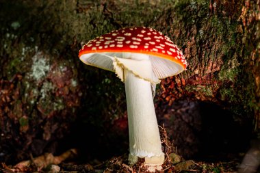 Zehirli kırmızı sinek agarik Amanita muscaria. Ormanda büyüyen halüsinojenik bir mantar..