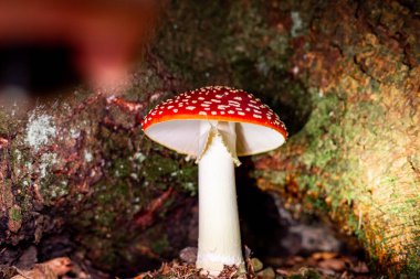 Zehirli kırmızı sinek agarik Amanita muscaria. Ormanda büyüyen halüsinojenik bir mantar..