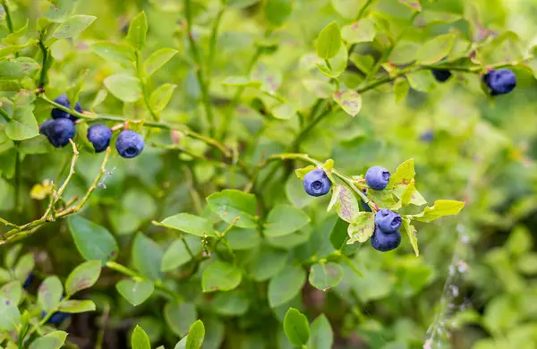 stock image Ripe blueberries growing in the forest, close-up.