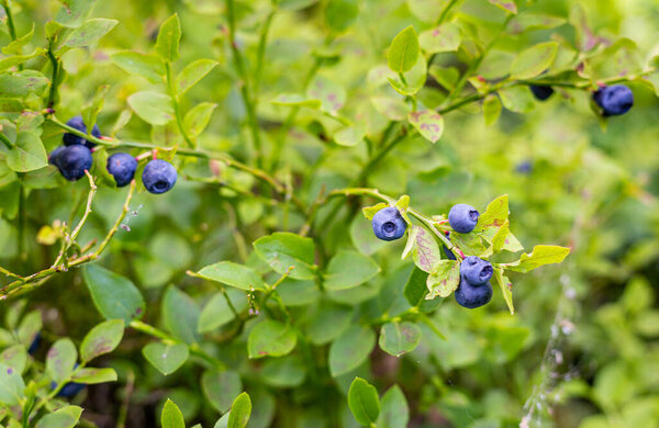 Ripe blueberries growing in the forest, close-up.