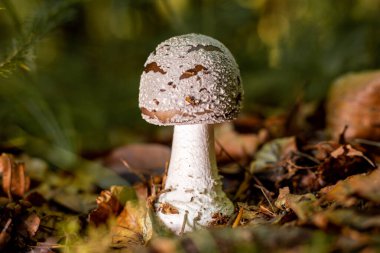 Young fly agaric growing in the wild forest. clipart