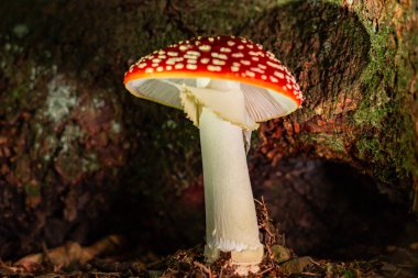 Poisonous red fly agaric Amanita muscaria, a hallucinogenic mushroom growing in the forest. clipart