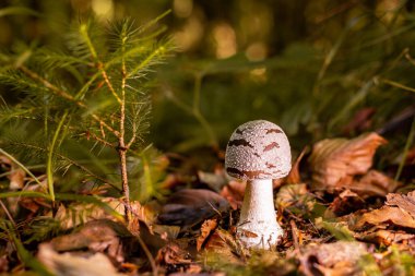 Genç sinek agarik vahşi ormanda büyüyor..