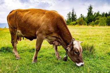Dağlardaki yeşil bir çayırda bir inek otluyor..