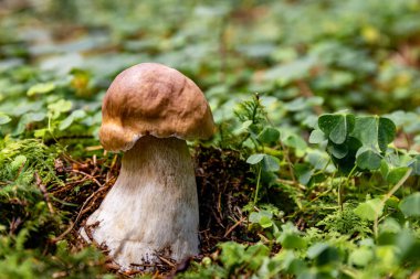 Ormanda sonbahar mevsimi domuz mantarı toplama mevsimi.