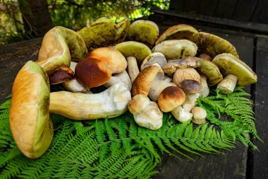 Ormanda sonbahar mevsimi domuz mantarı toplama mevsimi.