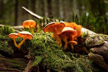 Zehirli kırmızı sinek agarik Amanita muscaria. Ormanda büyüyen halüsinojenik bir mantar..