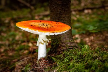 Ormanda büyüyen bir sineğin yakın çekimi..