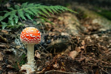 Ormanda büyüyen bir sineğin yakın çekimi..