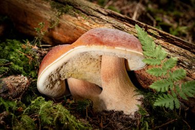 Sonbaharda kozalaklı bir ormanda porcini mantarı avlamak..