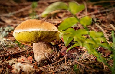 Sonbaharda kozalaklı bir ormanda porcini mantarı avlamak..