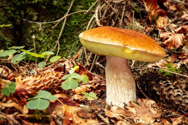 Sonbaharda kozalaklı bir ormanda porcini mantarı avlamak..