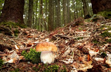 Sonbaharda kozalaklı bir ormanda porcini mantarı avlamak..