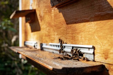 Wooden hive and bees. Bees fly in and out of the hive. clipart