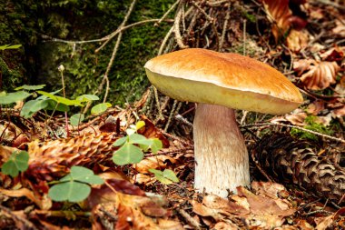 Sonbaharda kozalaklı bir ormanda porcini mantarı avlamak..