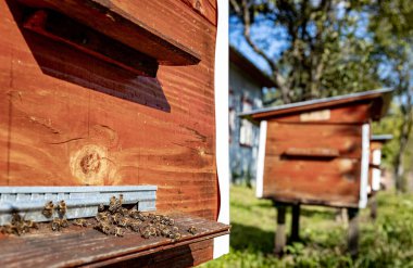 Wooden hive and bees. Bees fly in and out of the hive. clipart