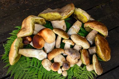 Ormanda sonbahar mevsimi domuz mantarı toplama mevsimi.