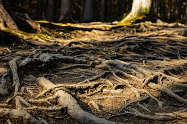 Tree roots on a hiking trail in the park. clipart