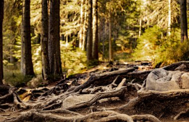 Parktaki yürüyüş parkında ağaç kökleri.