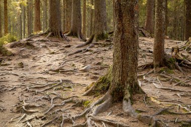 Tree roots on a hiking trail in the park. clipart