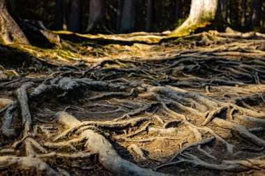 Tree roots on a hiking trail in the park. clipart