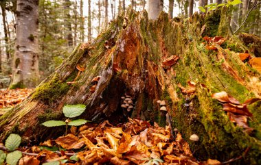 Ormanda sonbahar, sarı yapraklar, ormanda patika.