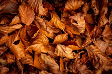 Parlak turuncu ve kırmızı yapraklar. Güneşli bir sonbahar gününde ayrılır.