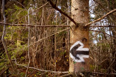 Forest trail during an autumn hike in the mountains. clipart