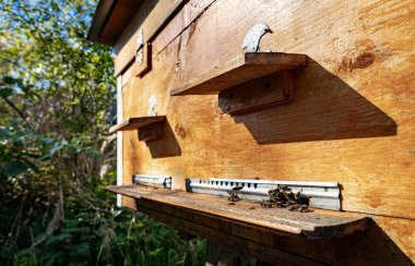 Tahta kovan ve arılar. Arılar kovana girip çıkıyorlar..