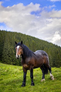 Dağlarda at, doğal çevre, dağ manzarası.