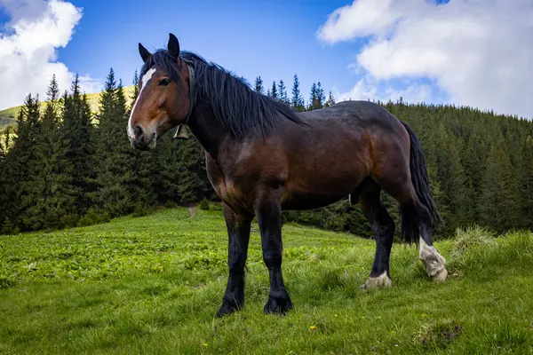 Dağlarda at, doğal çevre, dağ manzarası.