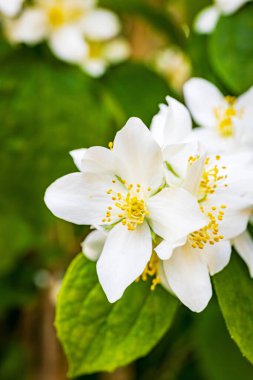 Doğal ortamlarında güzel açan beyaz yasemin çiçekleri..