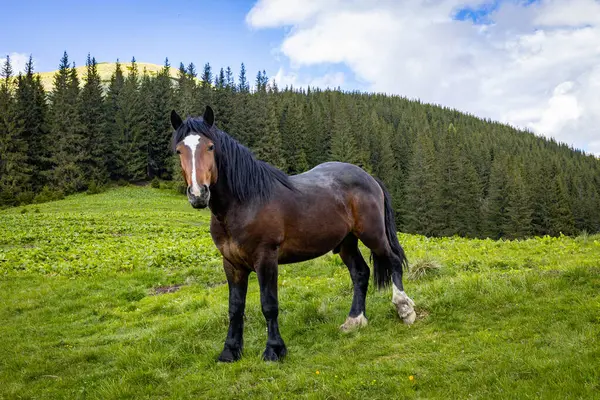Dağlarda at, doğal çevre, dağ manzarası.