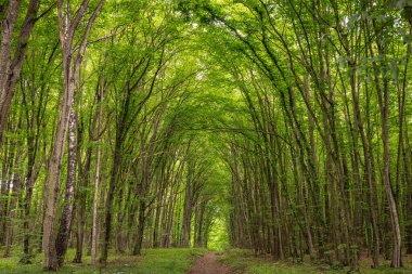 Ormanda güzel yeşil uzun bir tünel, doğanın harikaları..